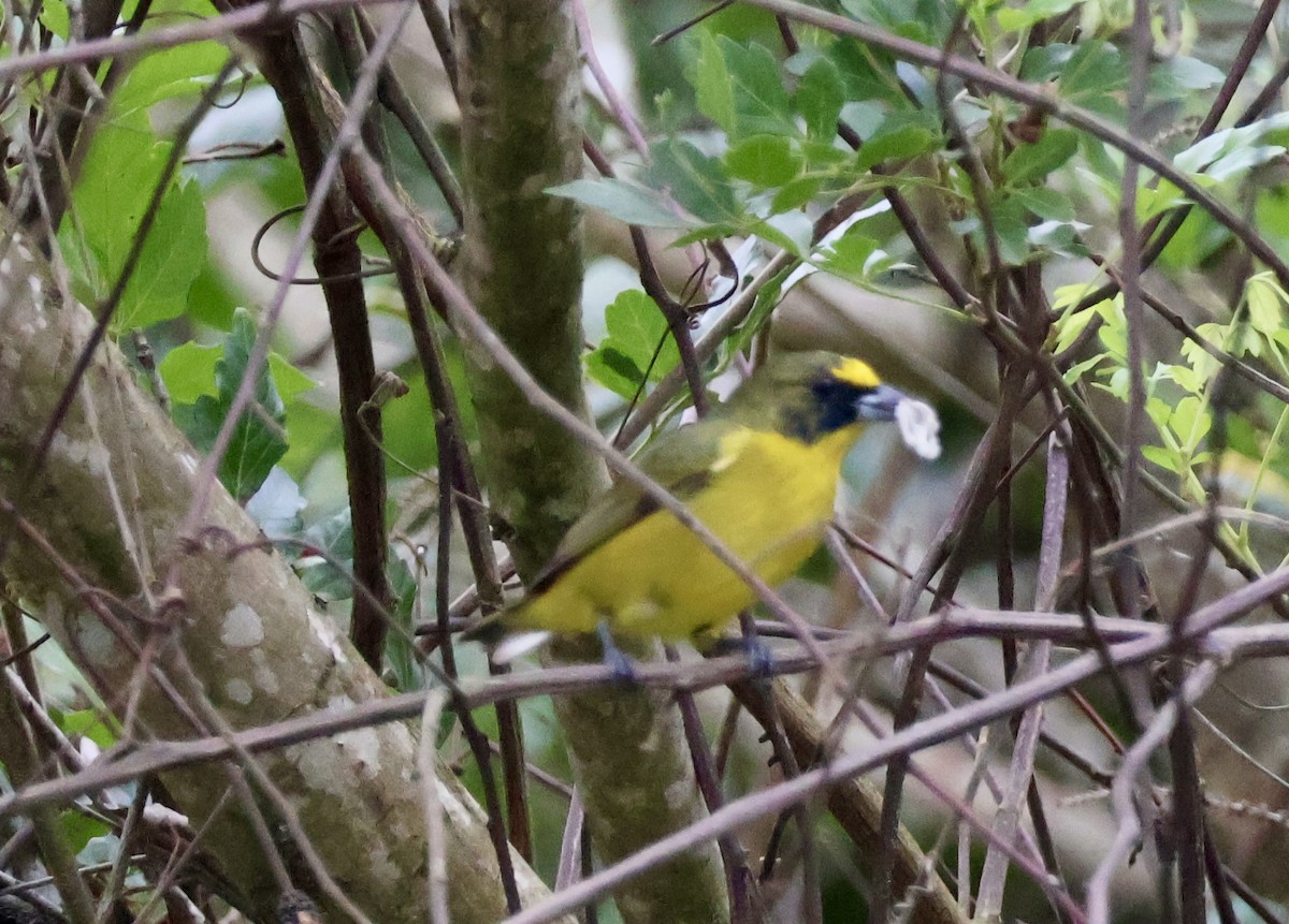 Thick-billed Euphonia - ML620423436