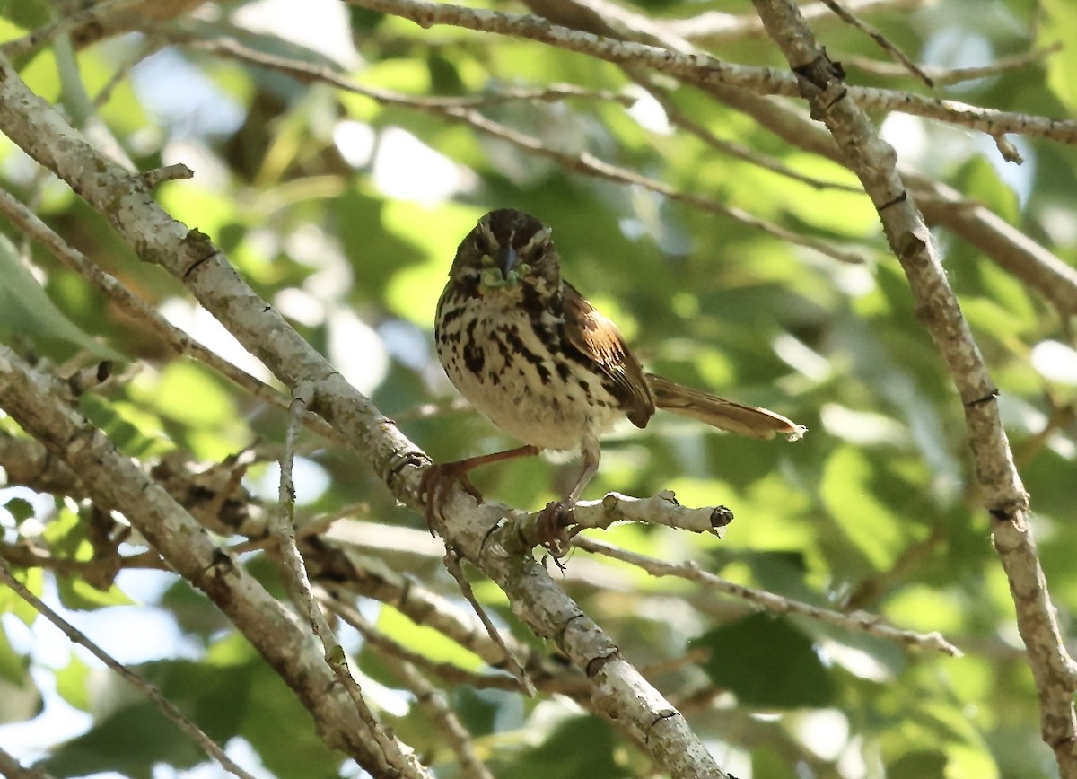 Song Sparrow - ML620423440