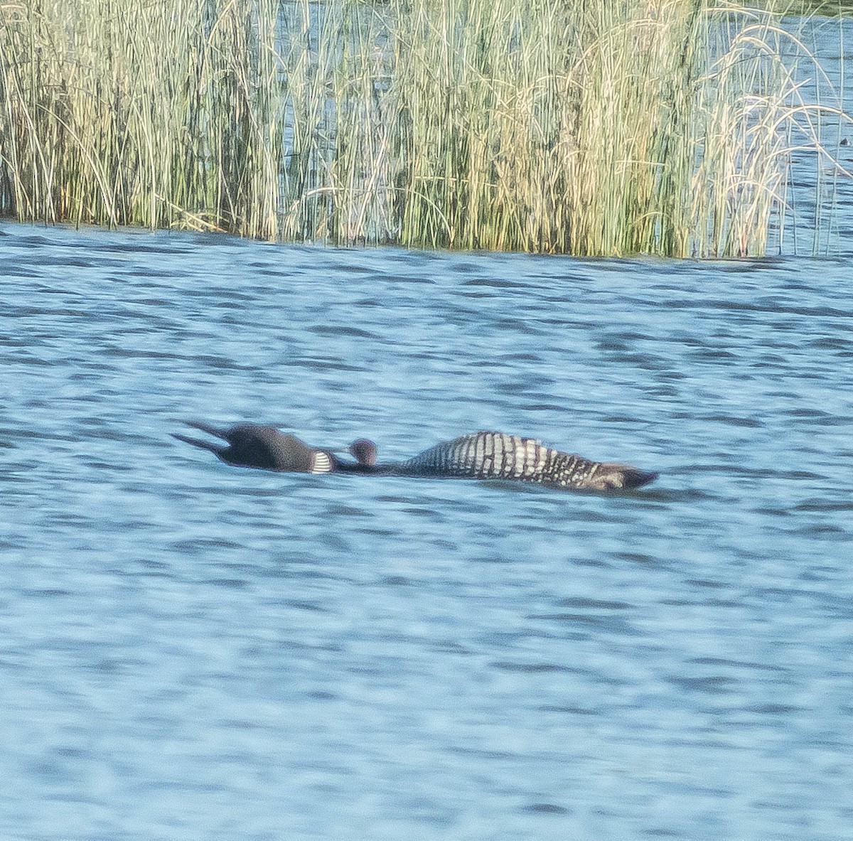 Common Loon - ML620423444