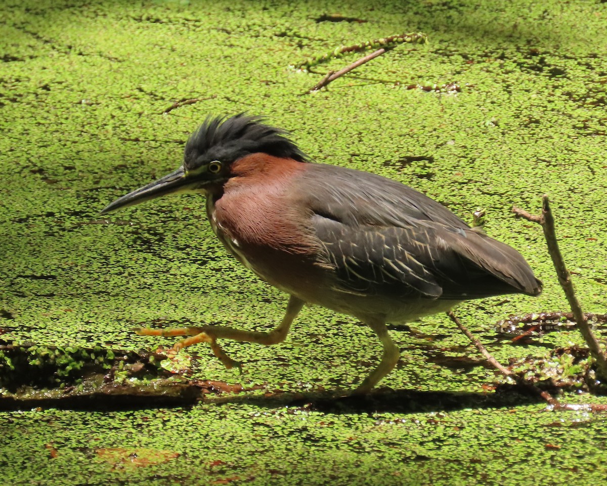 Green Heron - ML620423450