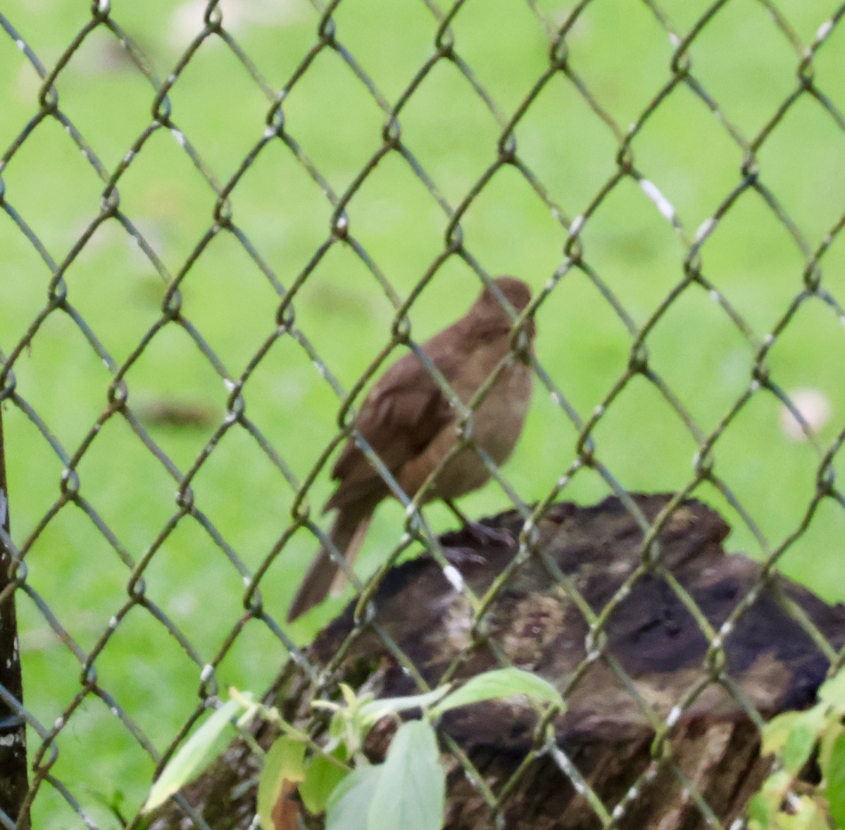 Clay-colored Thrush - ML620423453