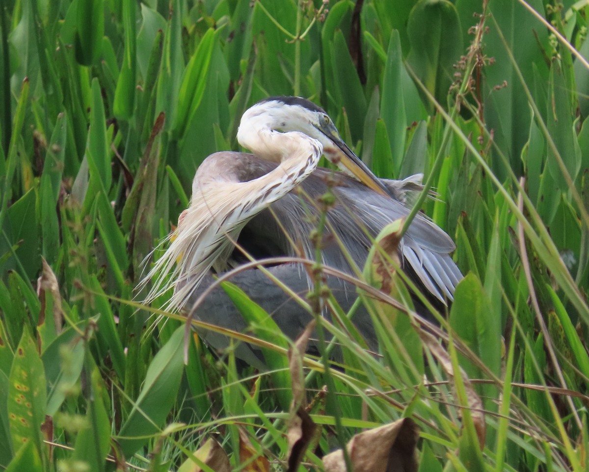 Great Blue Heron - ML620423457