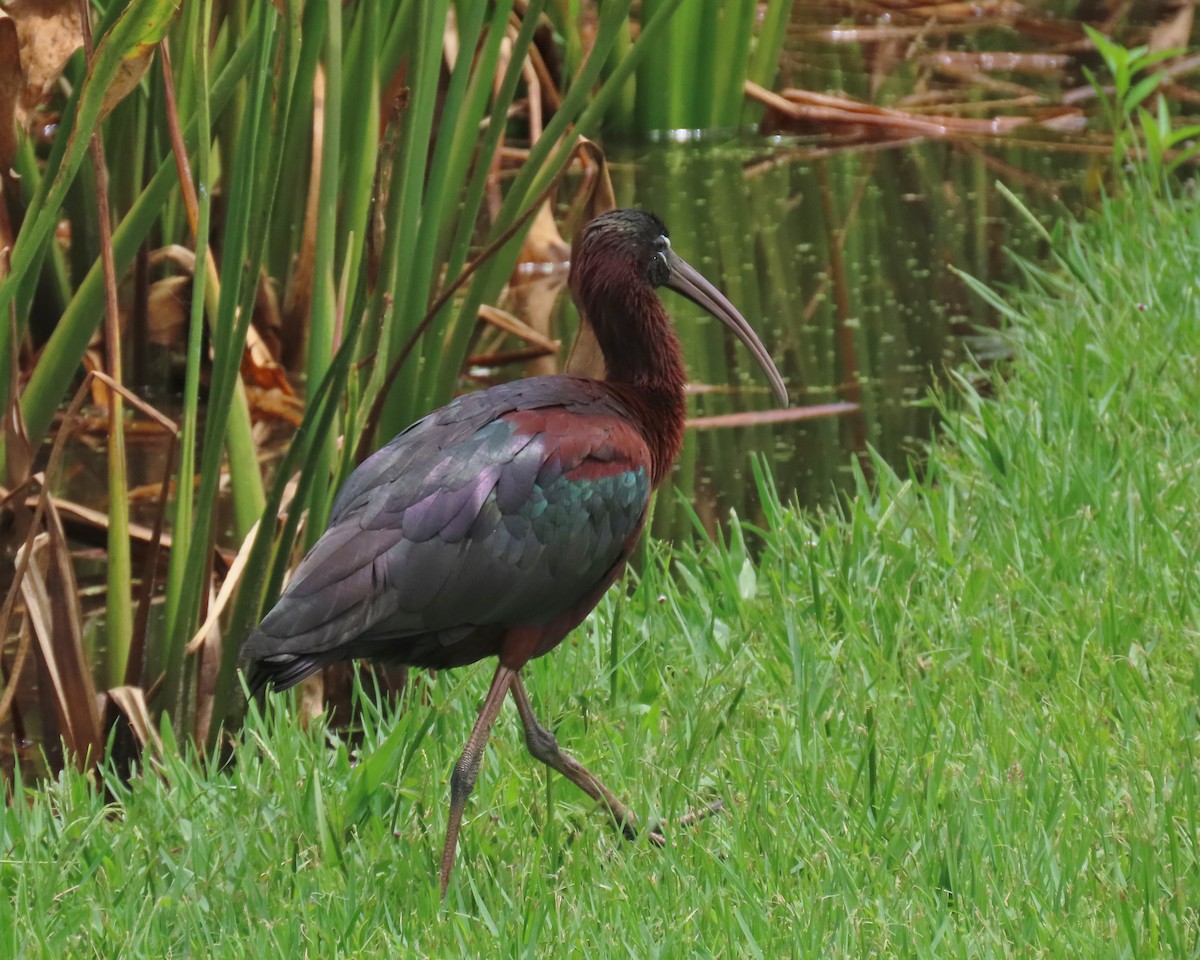 Glossy Ibis - ML620423470