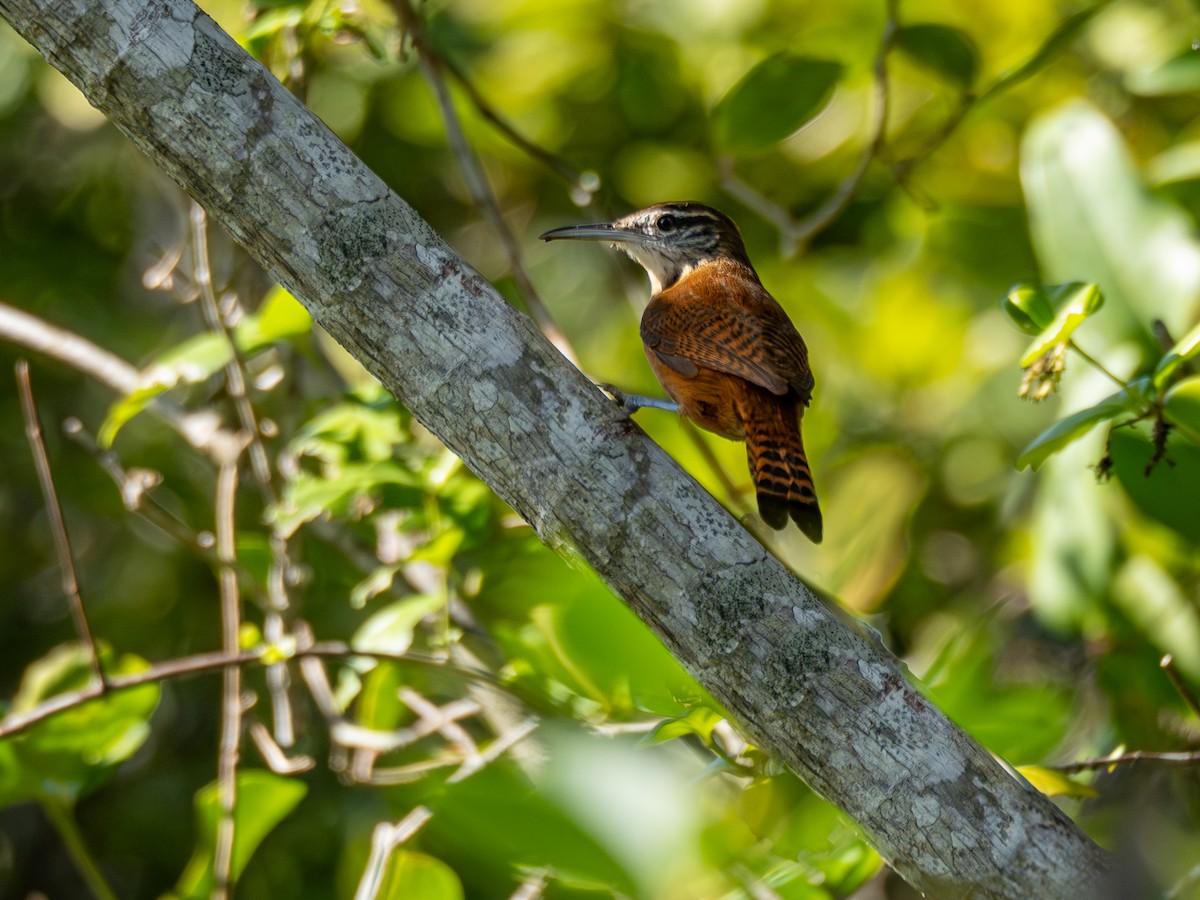 Long-billed Wren - ML620423472