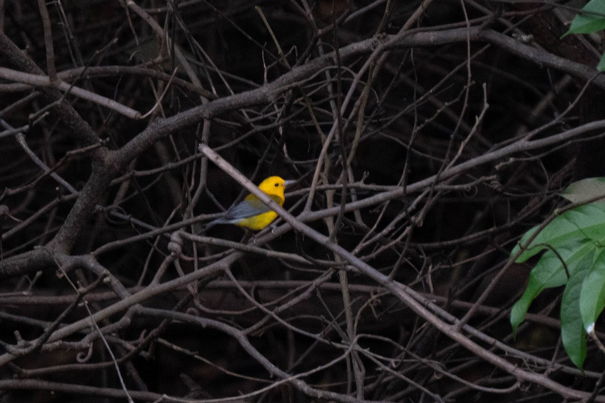 Prothonotary Warbler - ML620423478