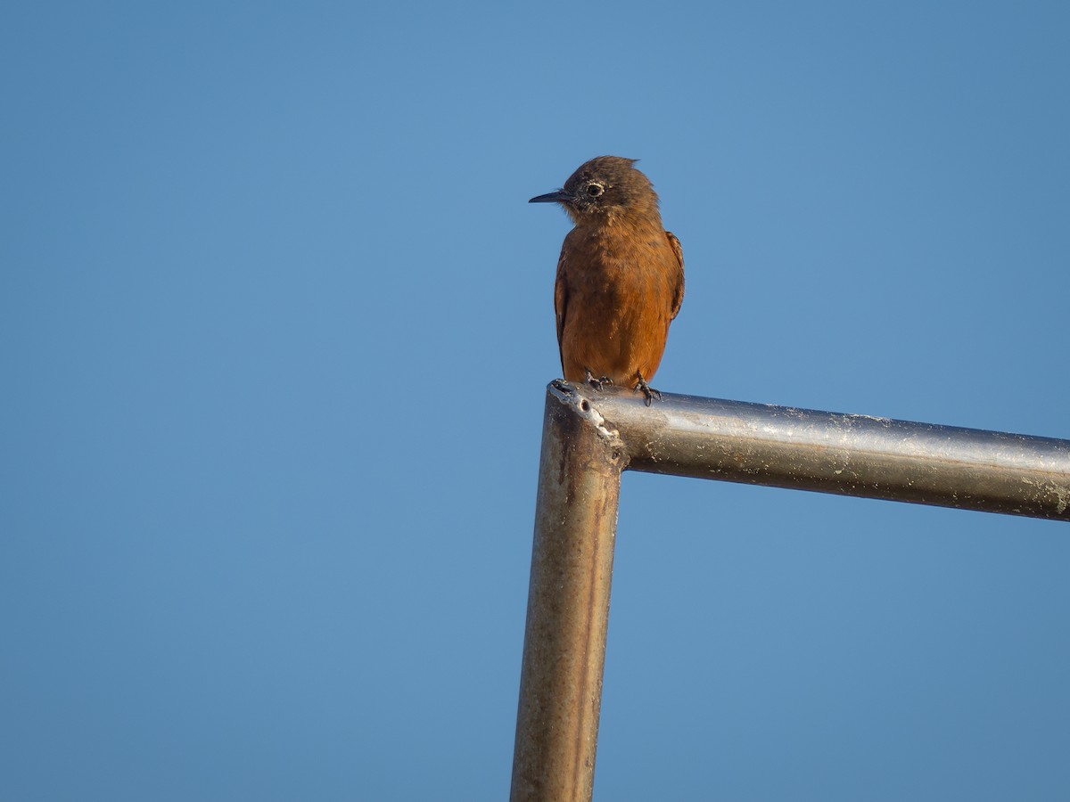 Cliff Flycatcher - ML620423480