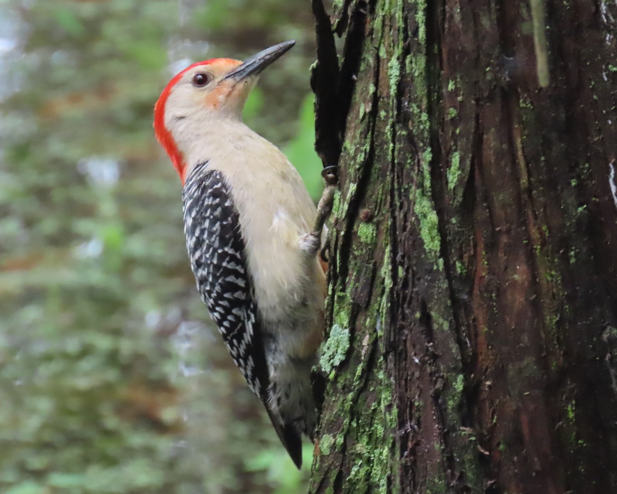 Red-bellied Woodpecker - ML620423481