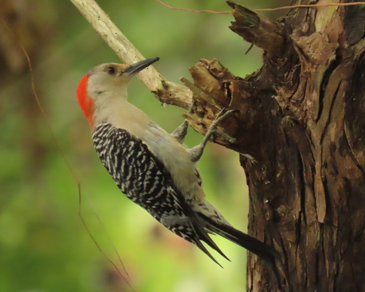Red-bellied Woodpecker - ML620423482