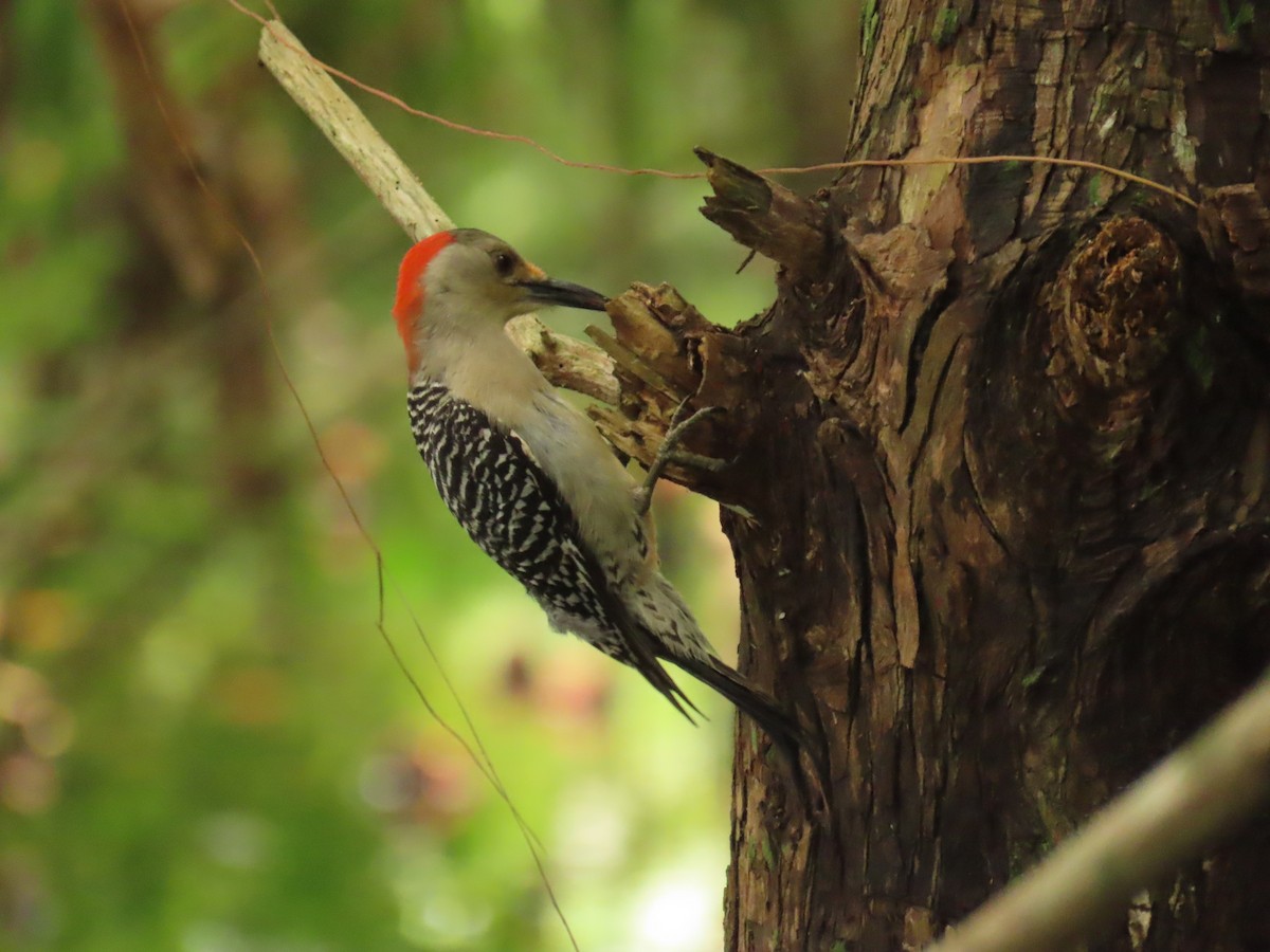 Red-bellied Woodpecker - ML620423483