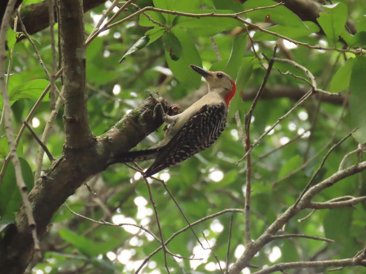 Red-bellied Woodpecker - ML620423484