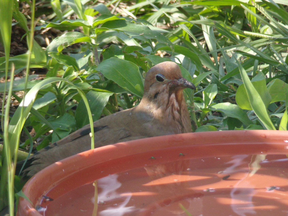 Mourning Dove - ML620423487