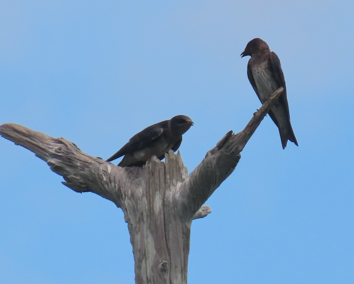 Purple Martin - ML620423492