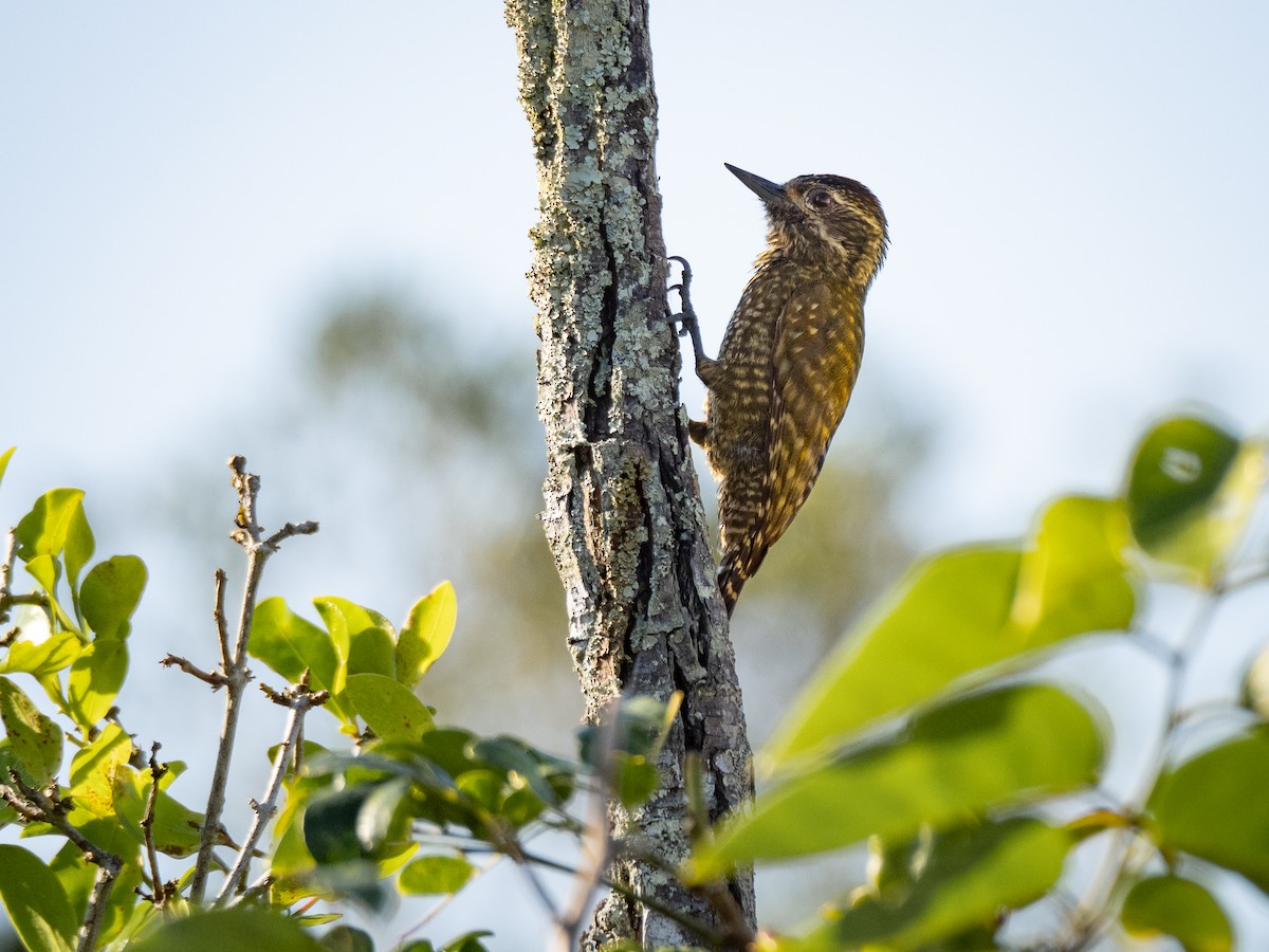 White-spotted Woodpecker - ML620423495