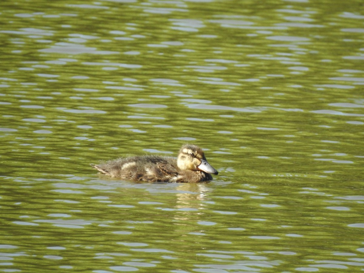 Mallard/American Black Duck - ML620423504