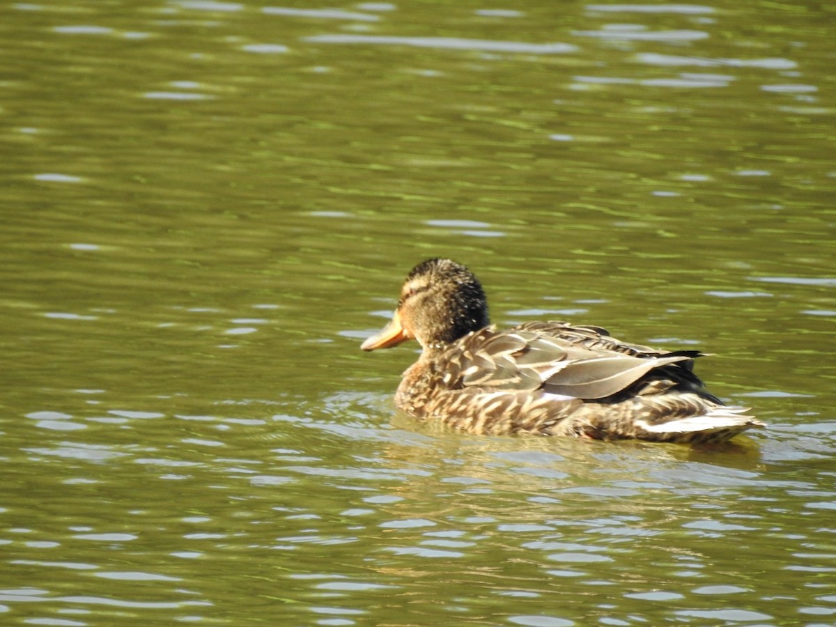 Mallard/American Black Duck - ML620423505