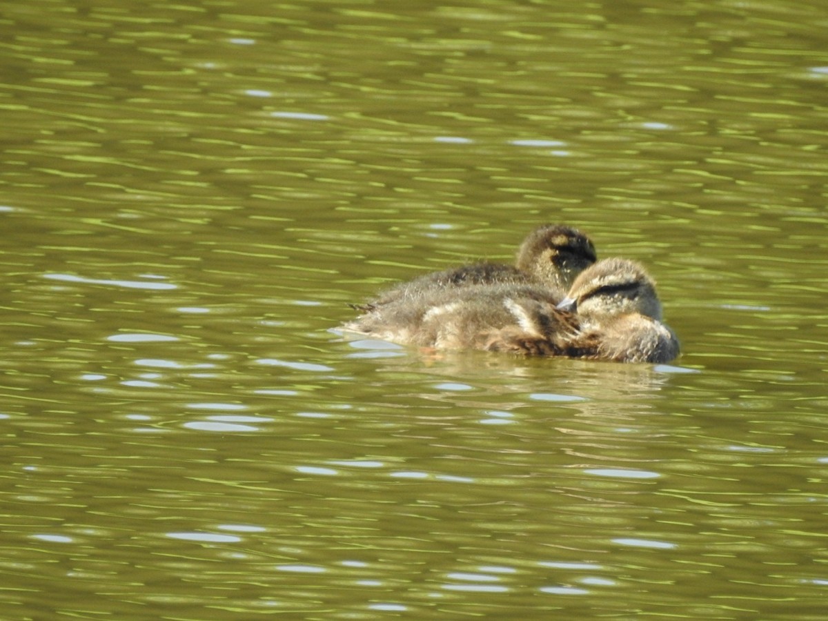 Mallard/American Black Duck - ML620423507