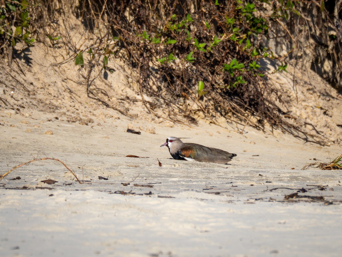 Southern Lapwing - ML620423508