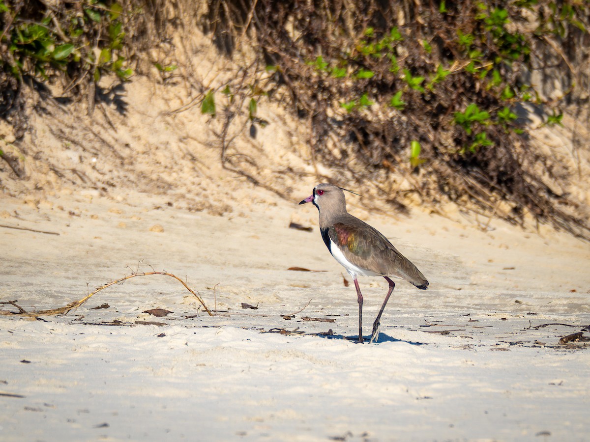 Southern Lapwing - ML620423509