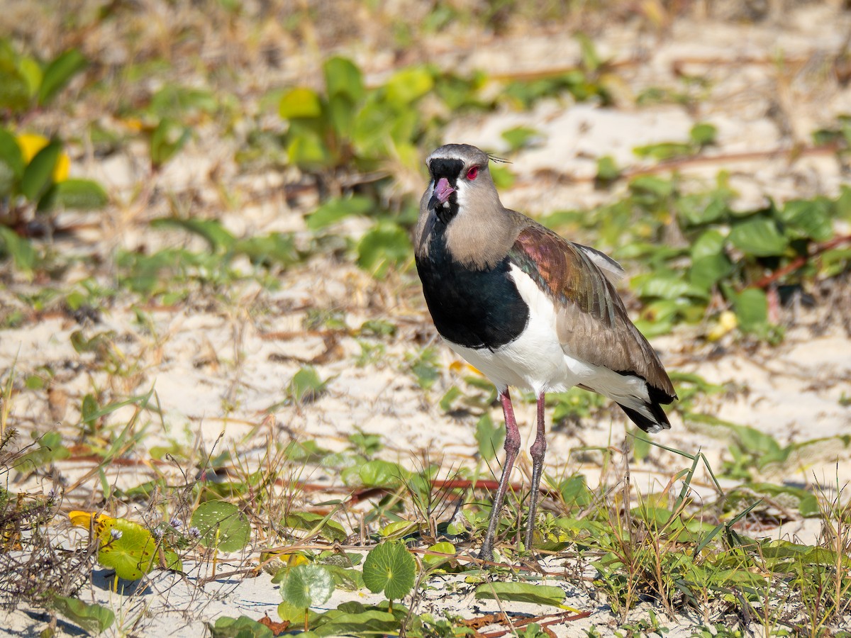 Southern Lapwing - ML620423510