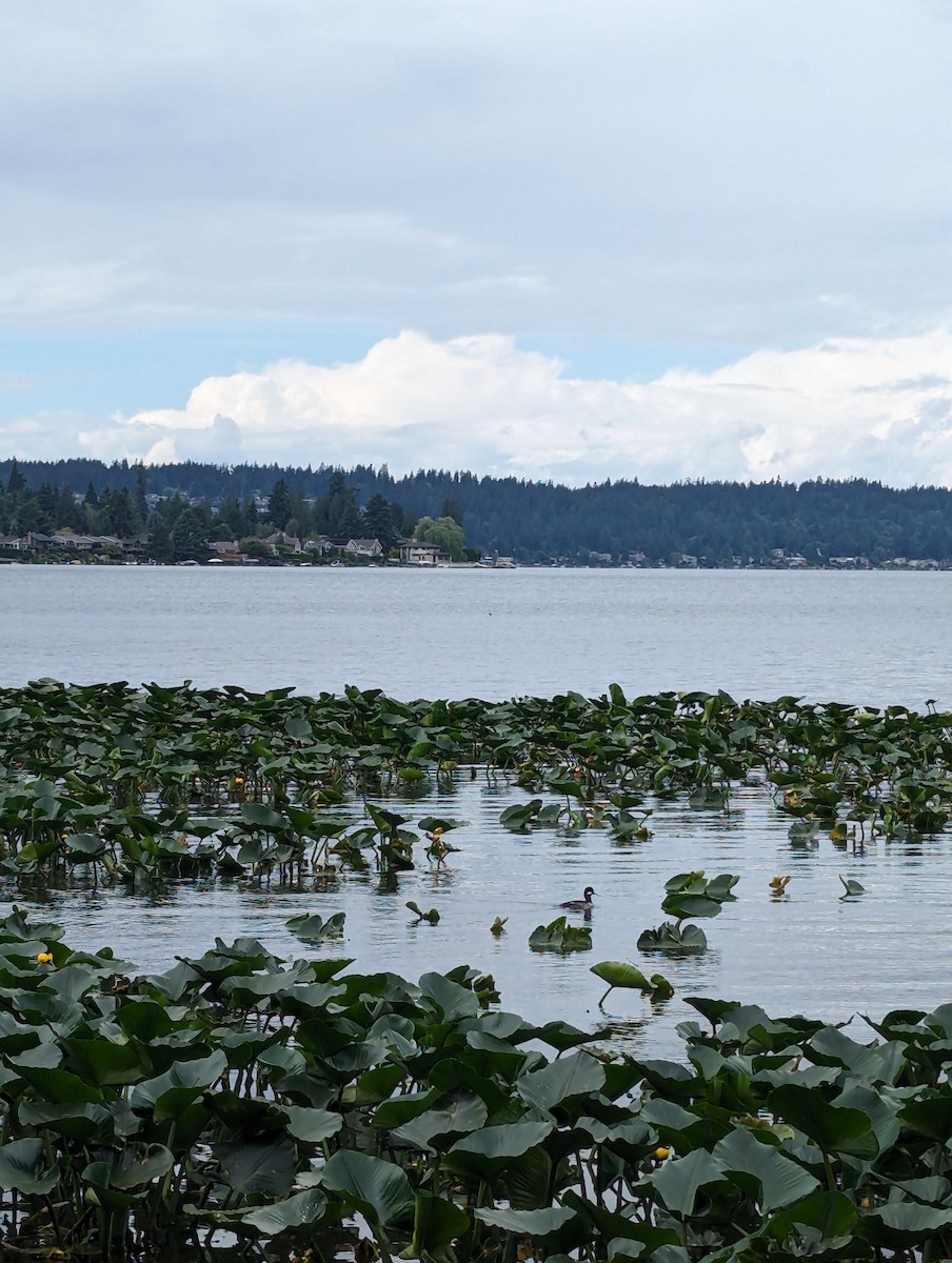 Bufflehead - ML620423519