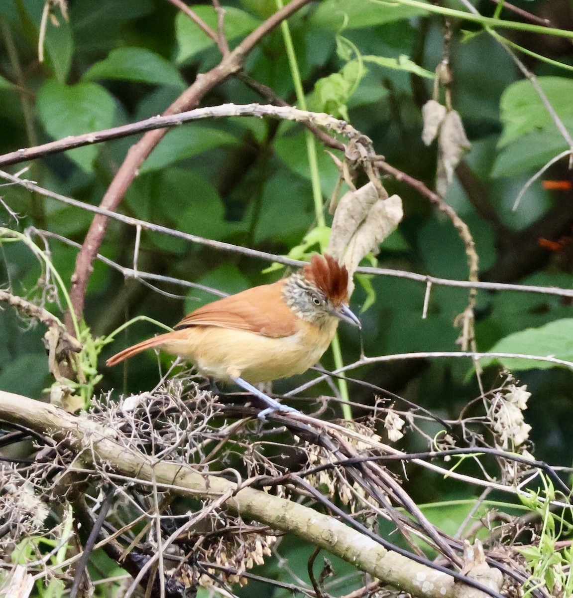 Barred Antshrike - ML620423522