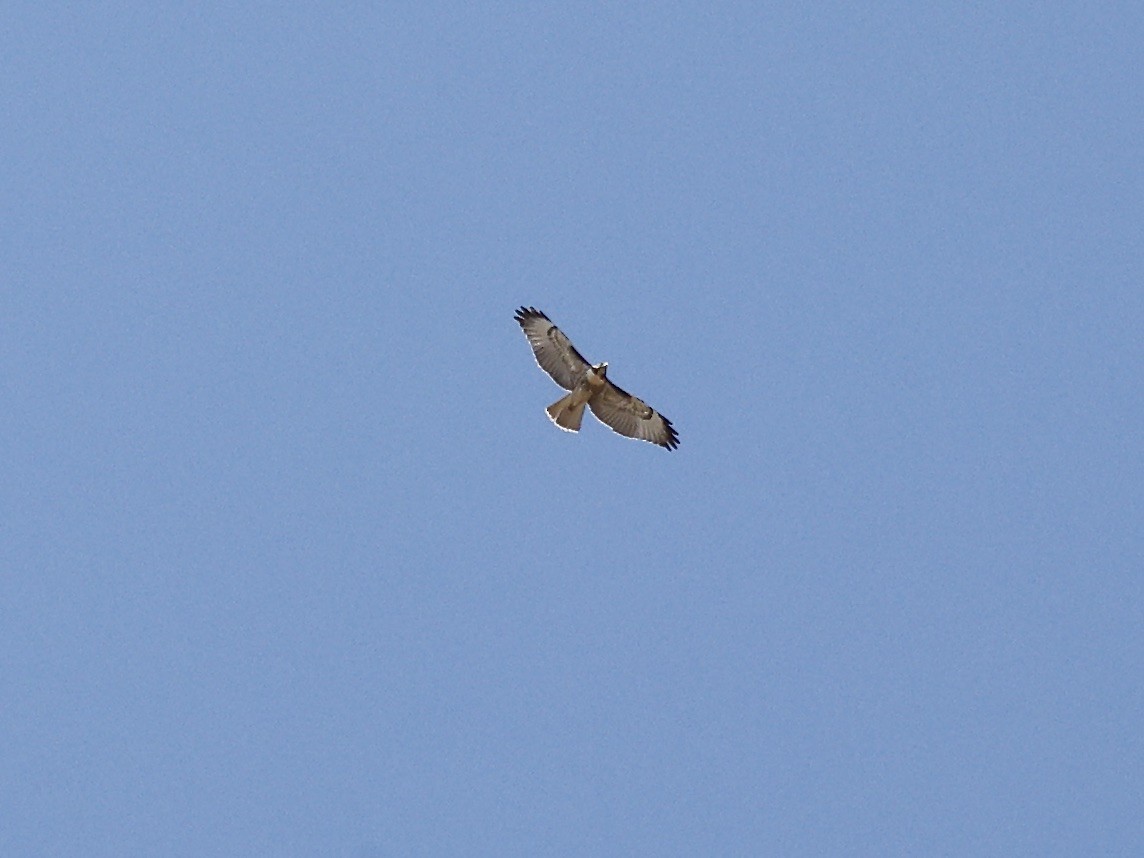 Red-tailed Hawk - ML620423529