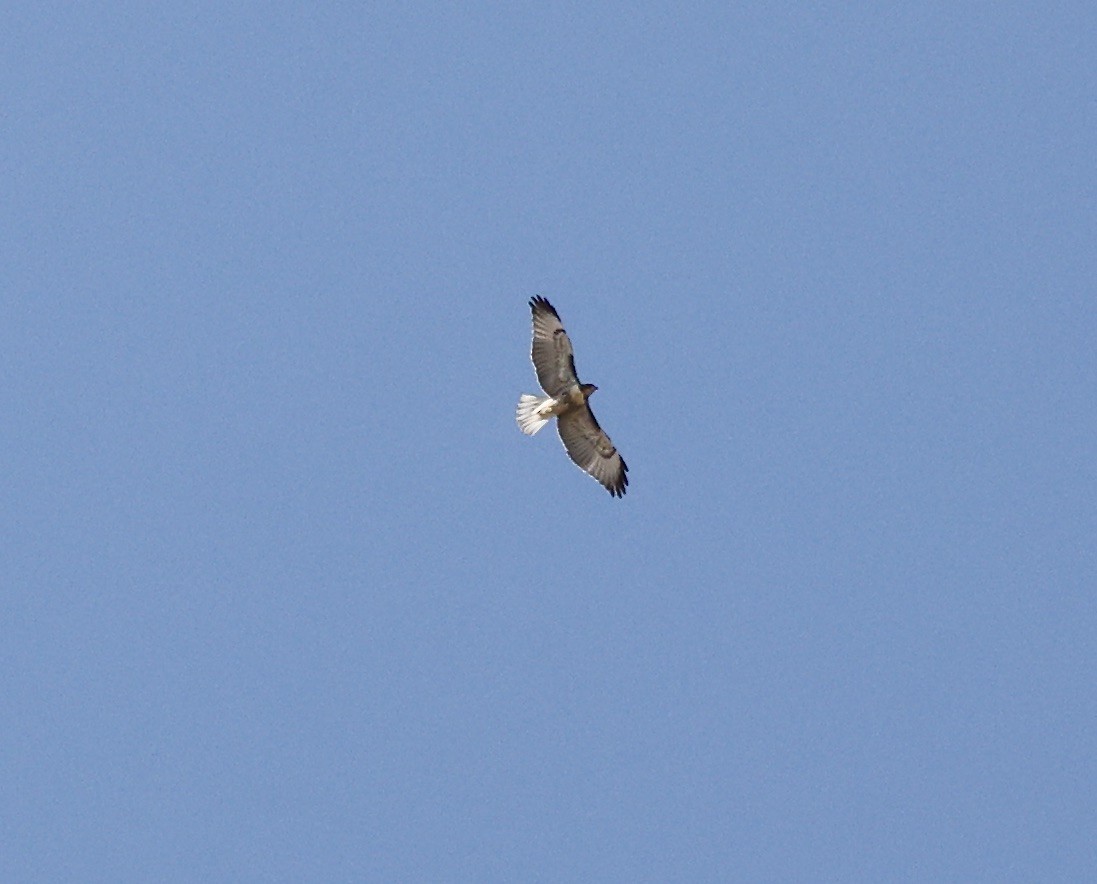 Red-tailed Hawk - ML620423530