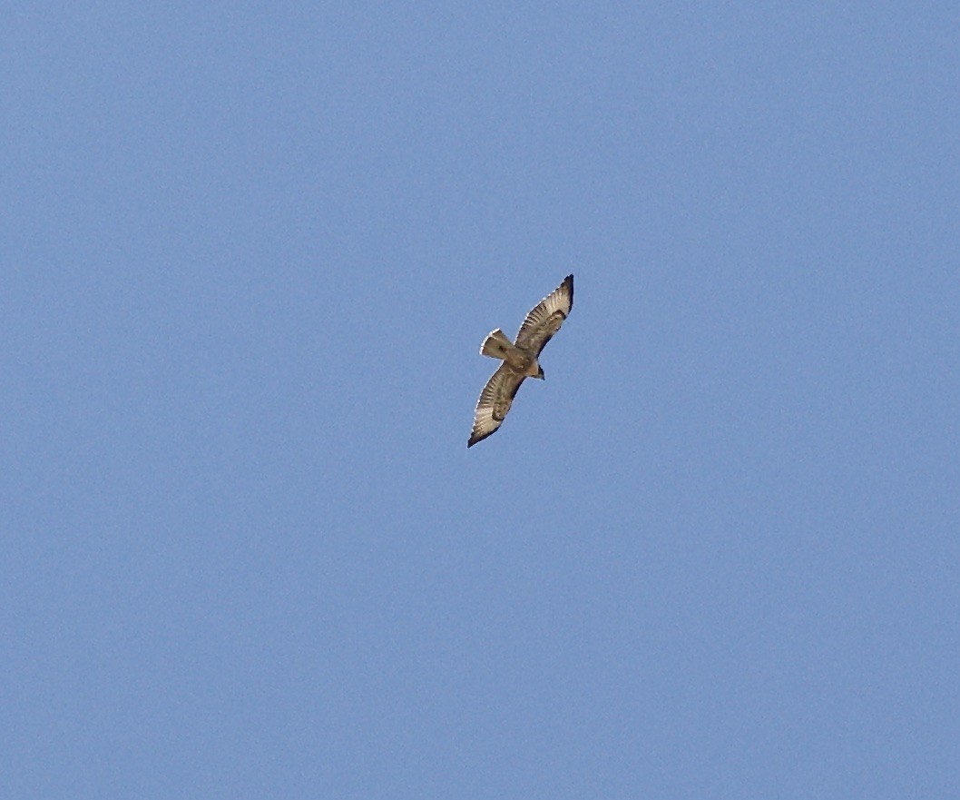 Red-tailed Hawk - ML620423534