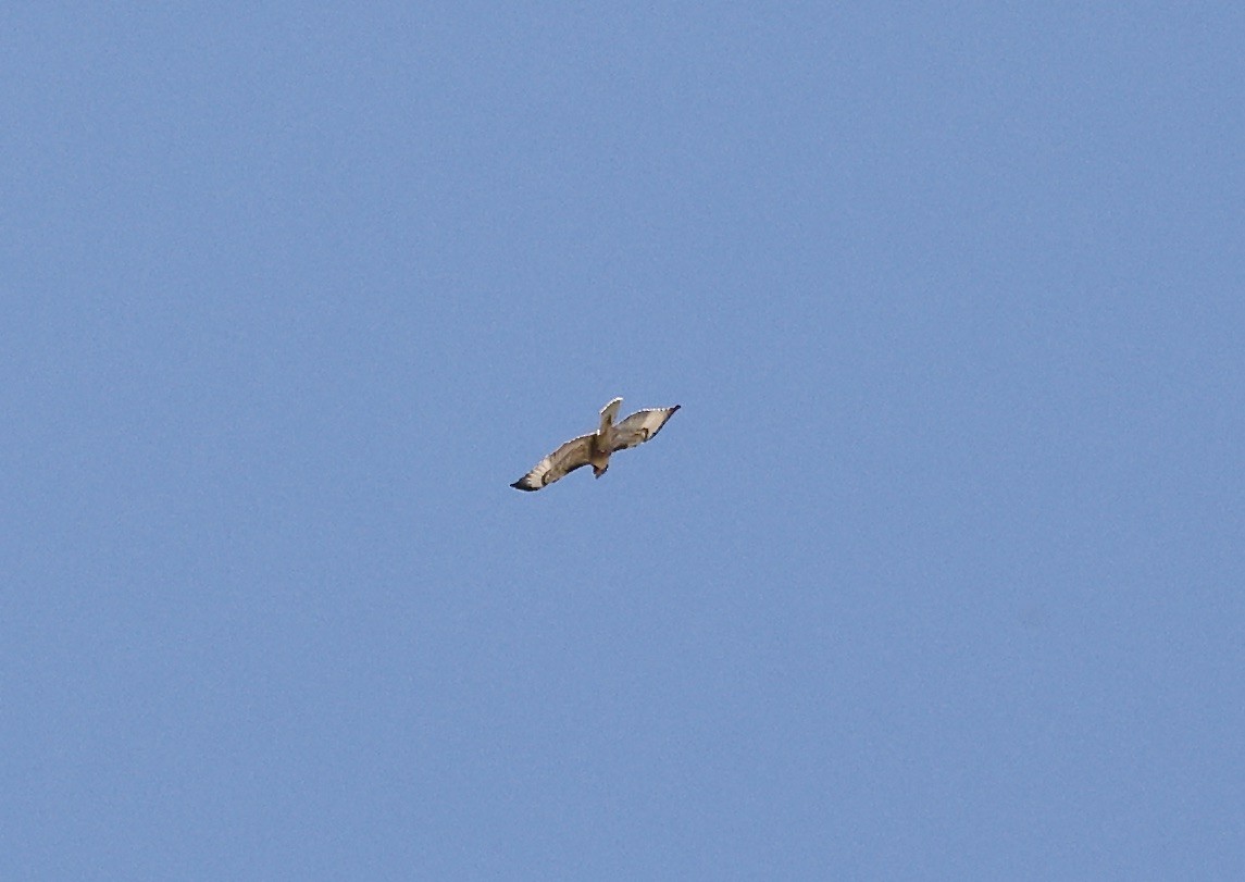 Red-tailed Hawk - Millie and Peter Thomas