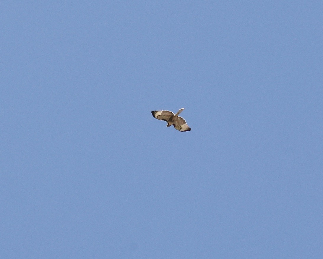 Red-tailed Hawk - ML620423538