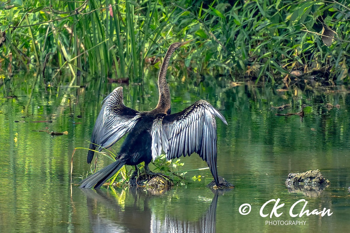 Orient-Schlangenhalsvogel - ML620423540