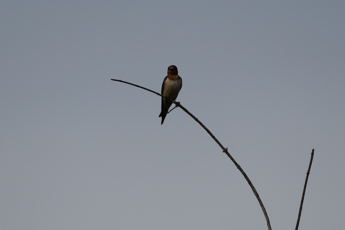 Barn Swallow - ML620423543