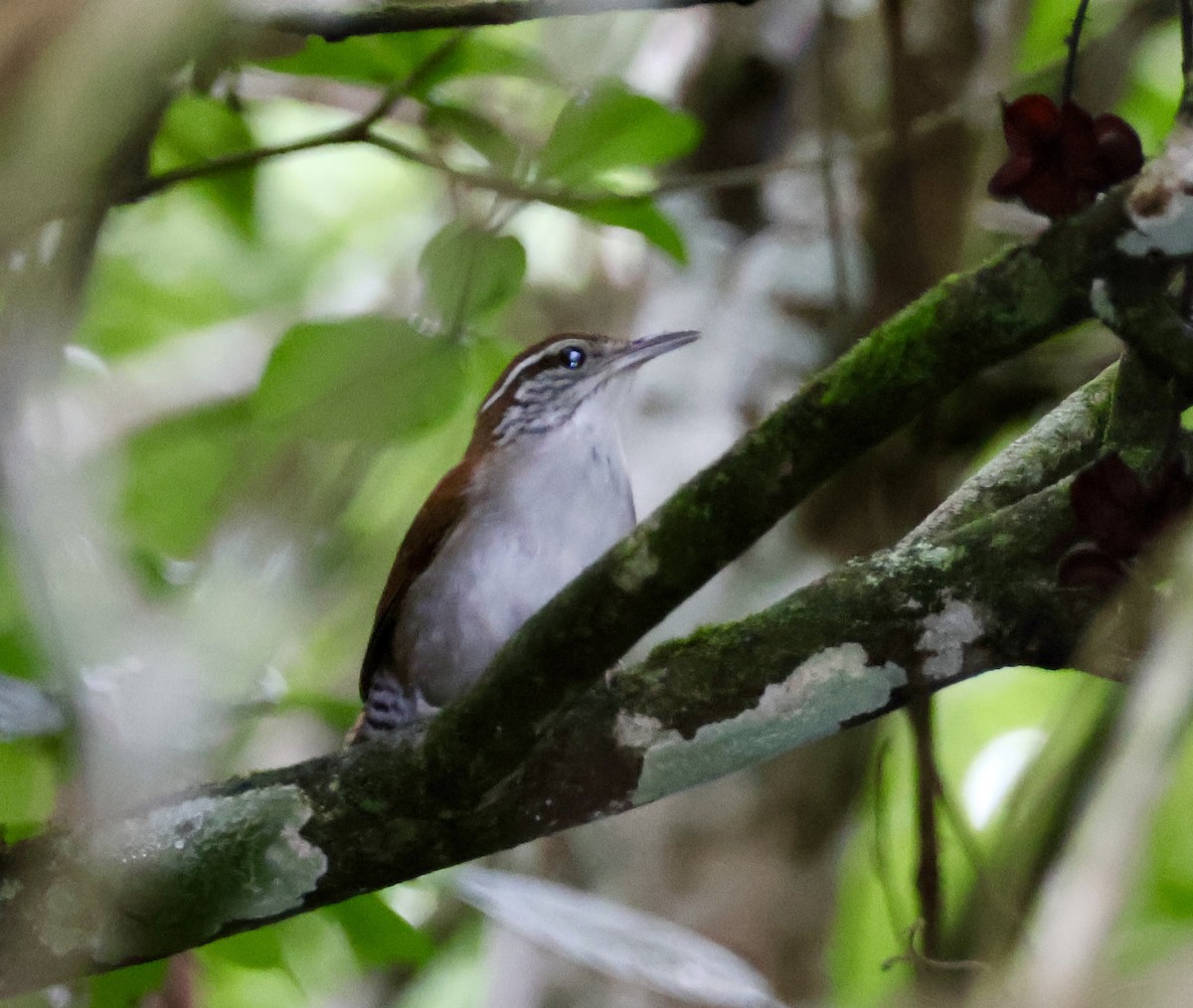 Rufous-and-white Wren - ML620423544