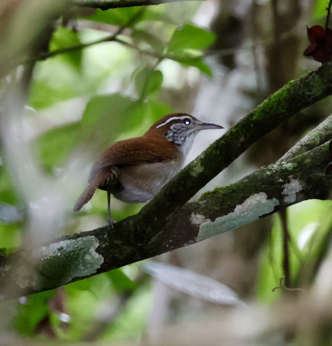 Rufous-and-white Wren - ML620423545