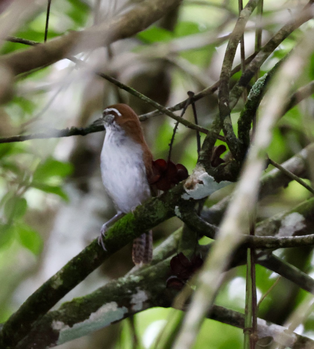 Rufous-and-white Wren - ML620423546