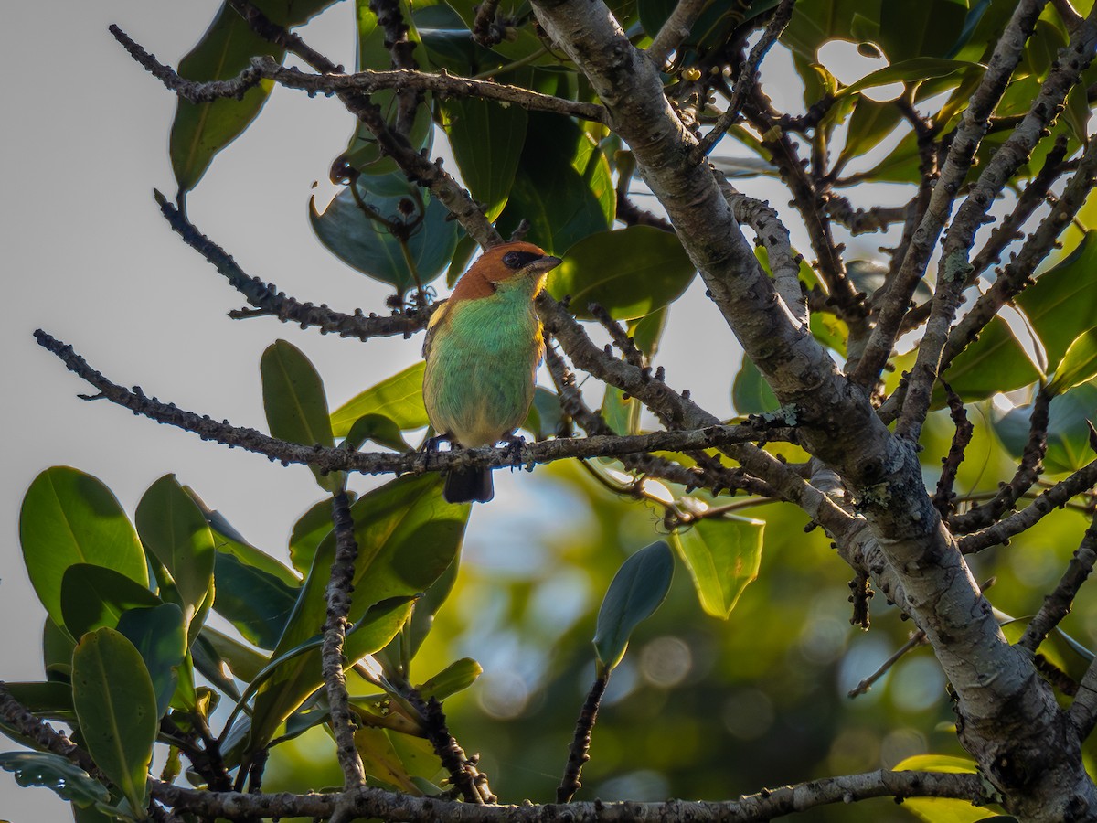 Black-backed Tanager - ML620423551