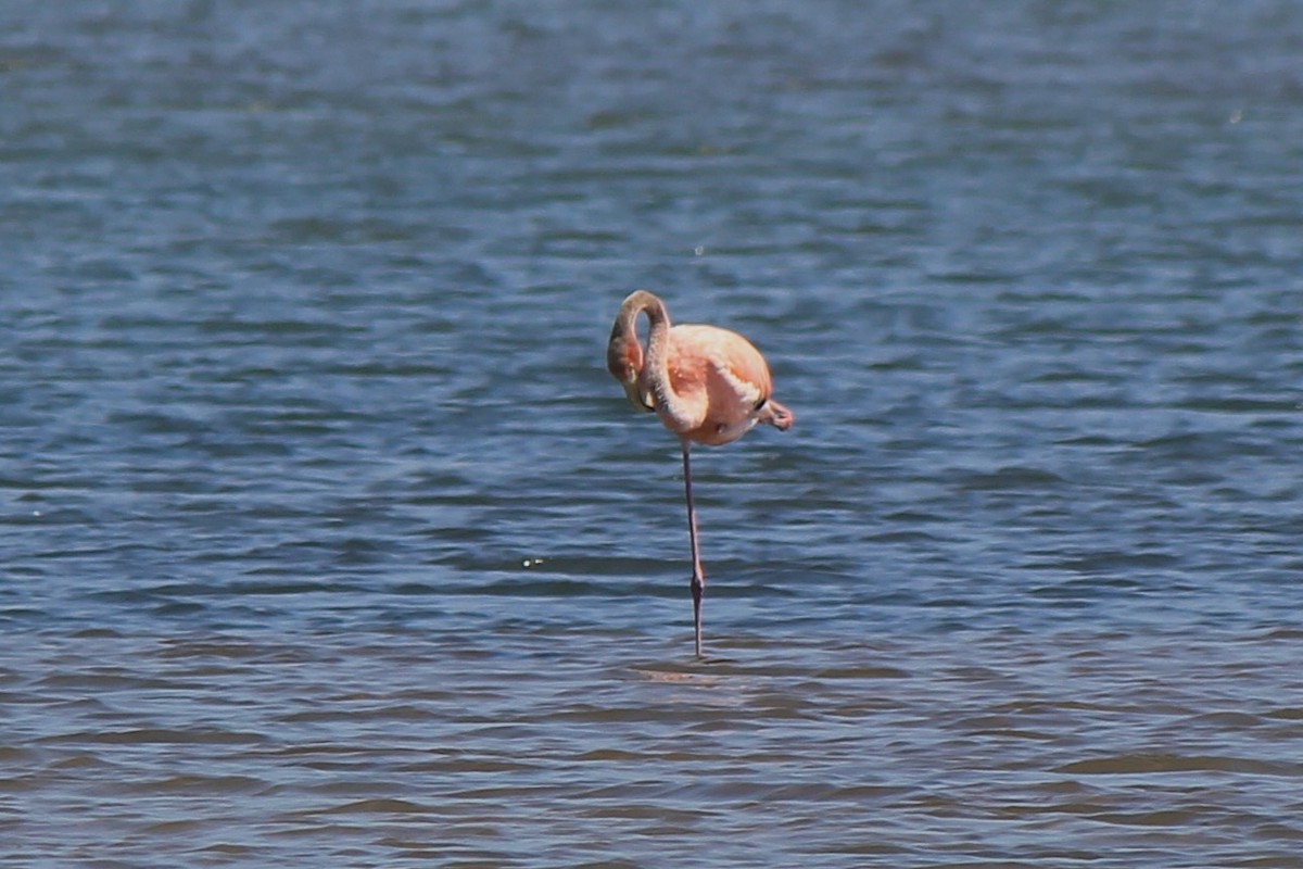 American Flamingo - ML620423554