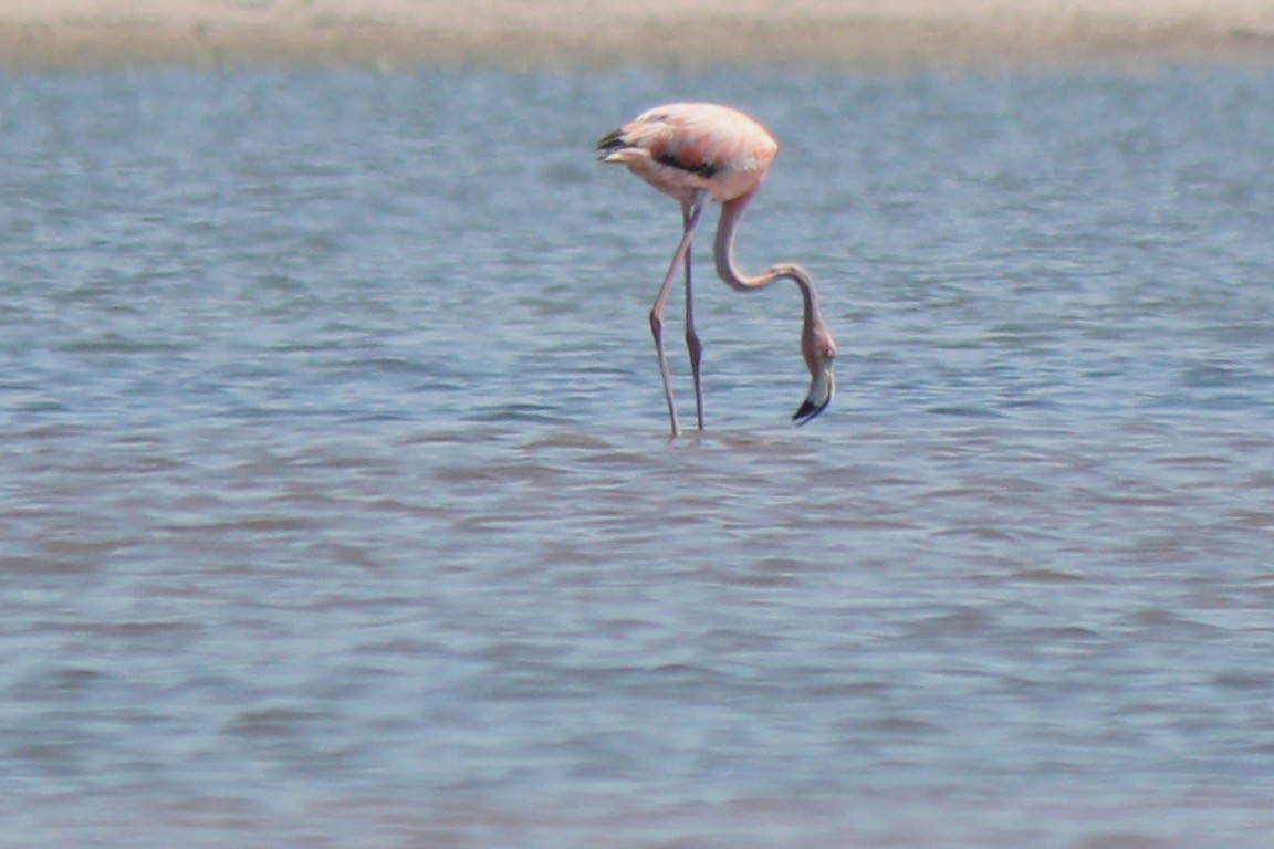 American Flamingo - ML620423555