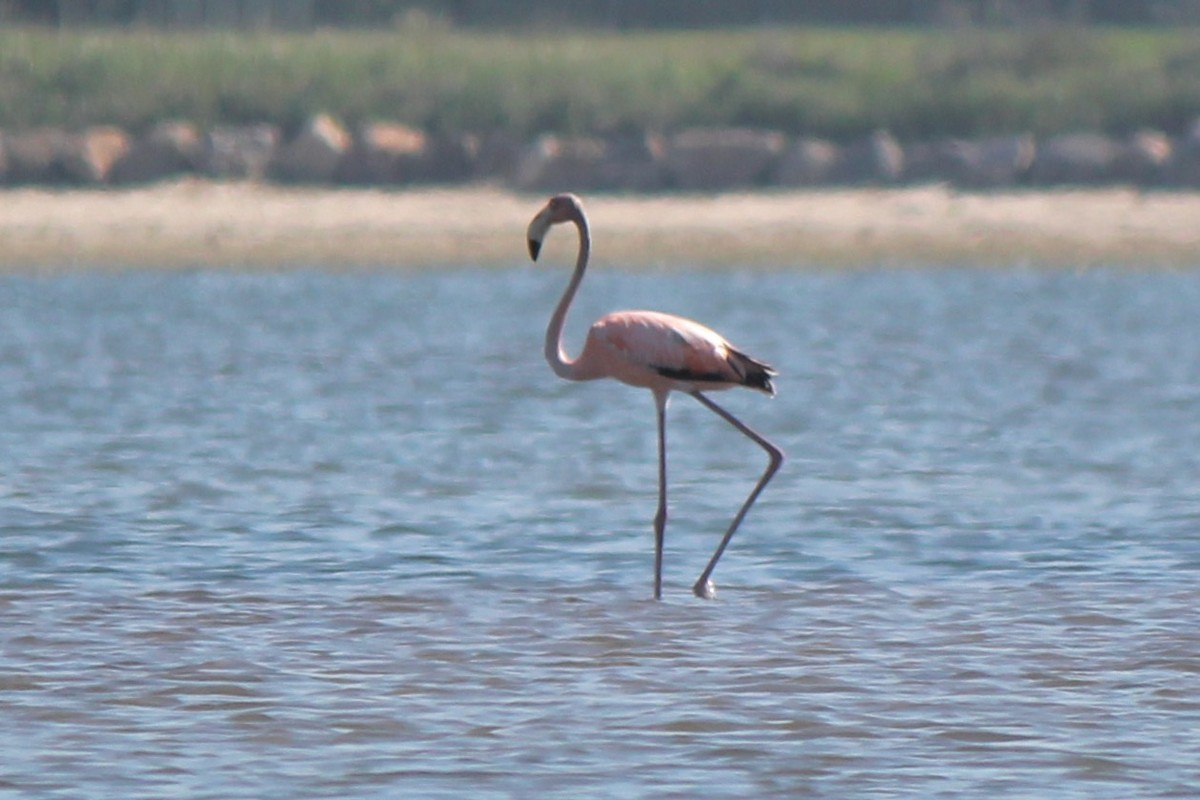 American Flamingo - ML620423556