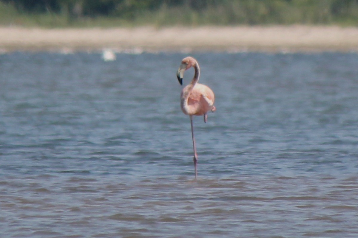 American Flamingo - ML620423558