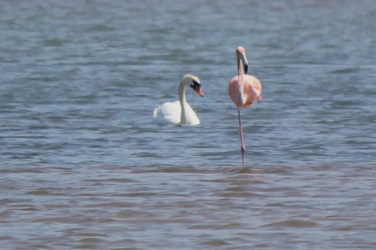 American Flamingo - ML620423559