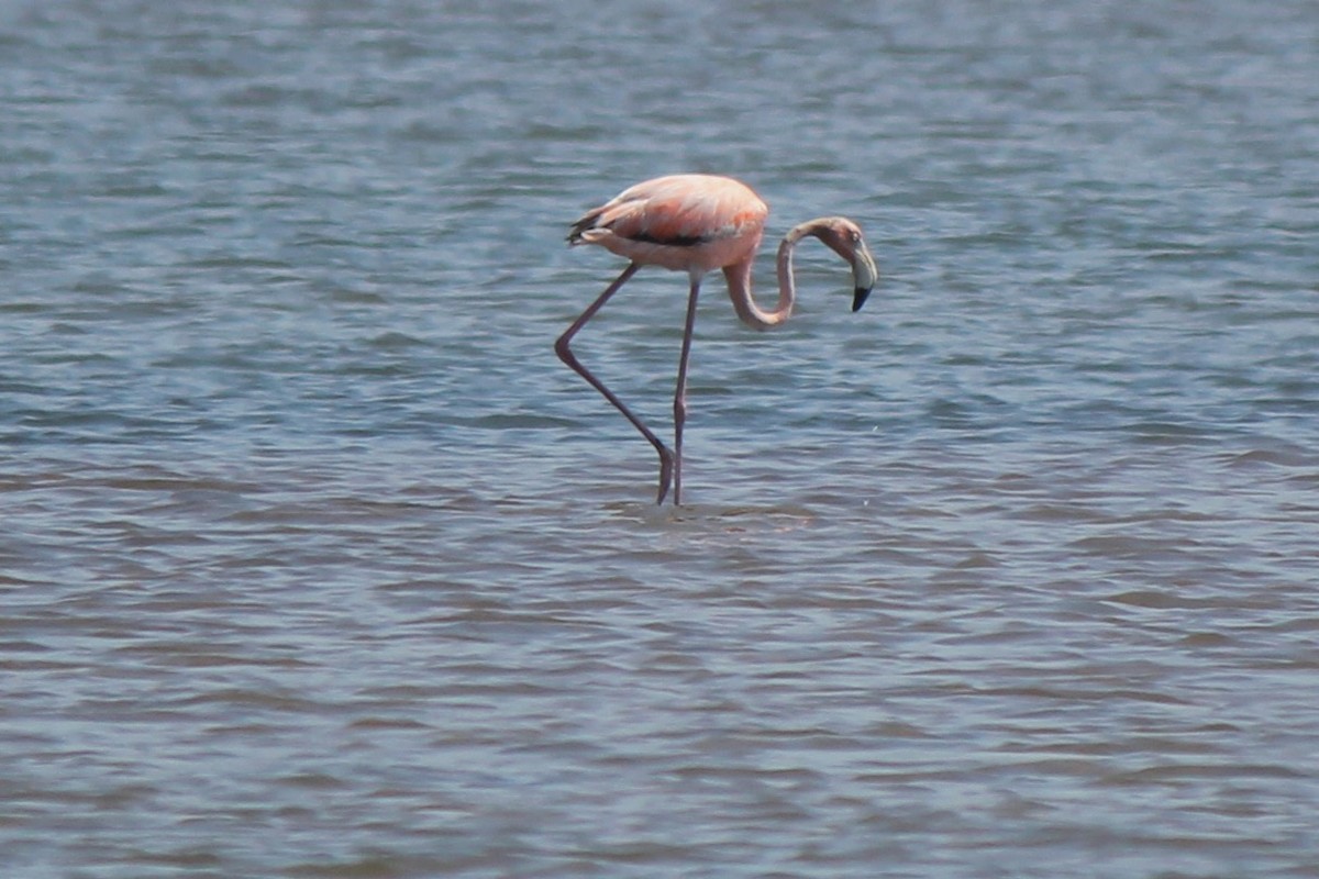 American Flamingo - ML620423560