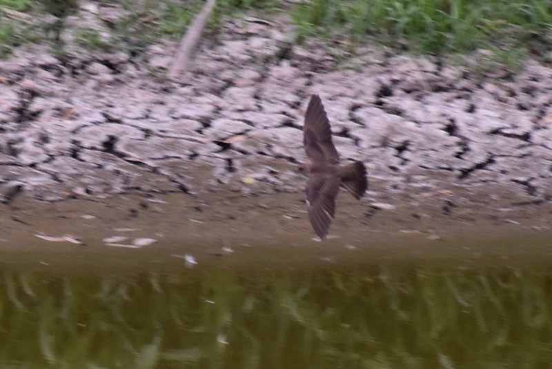 Northern Rough-winged Swallow - Adrian Romo Garcia