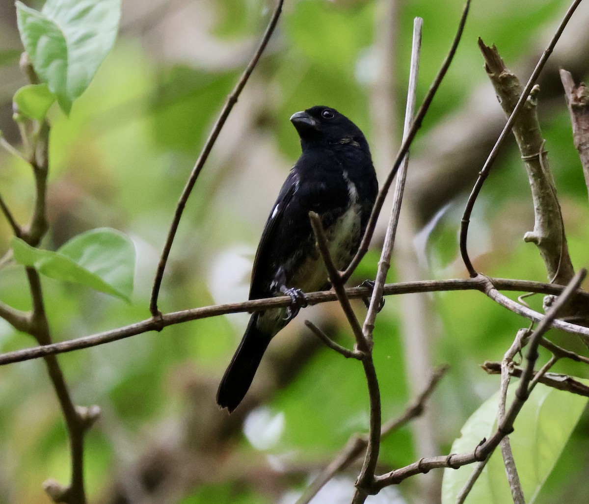 Variable Seedeater - ML620423567
