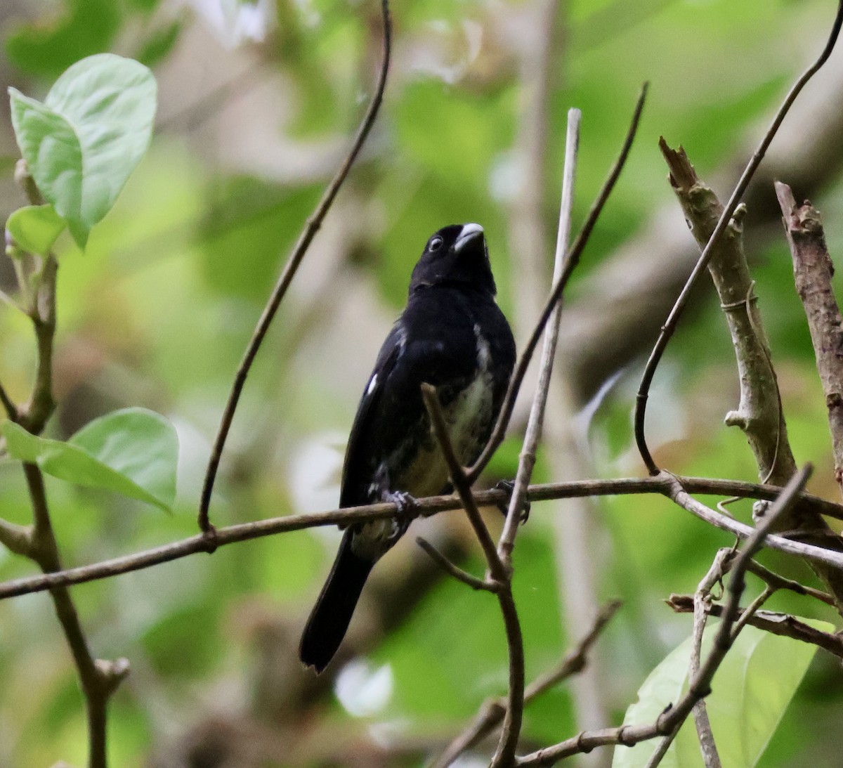 Variable Seedeater - ML620423568