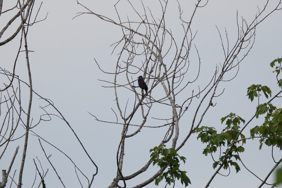 Blue Grosbeak - ML620423575