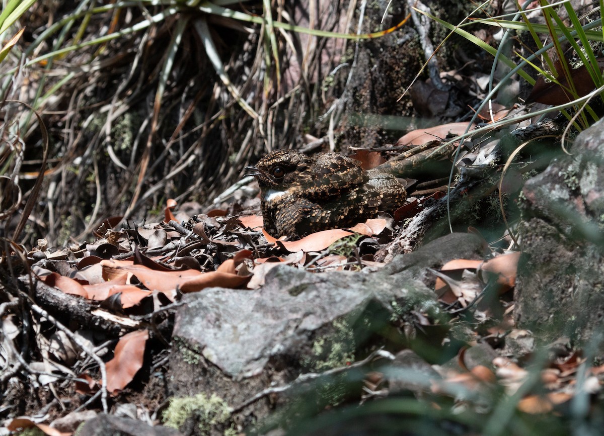 Blackish Nightjar - David Ascanio