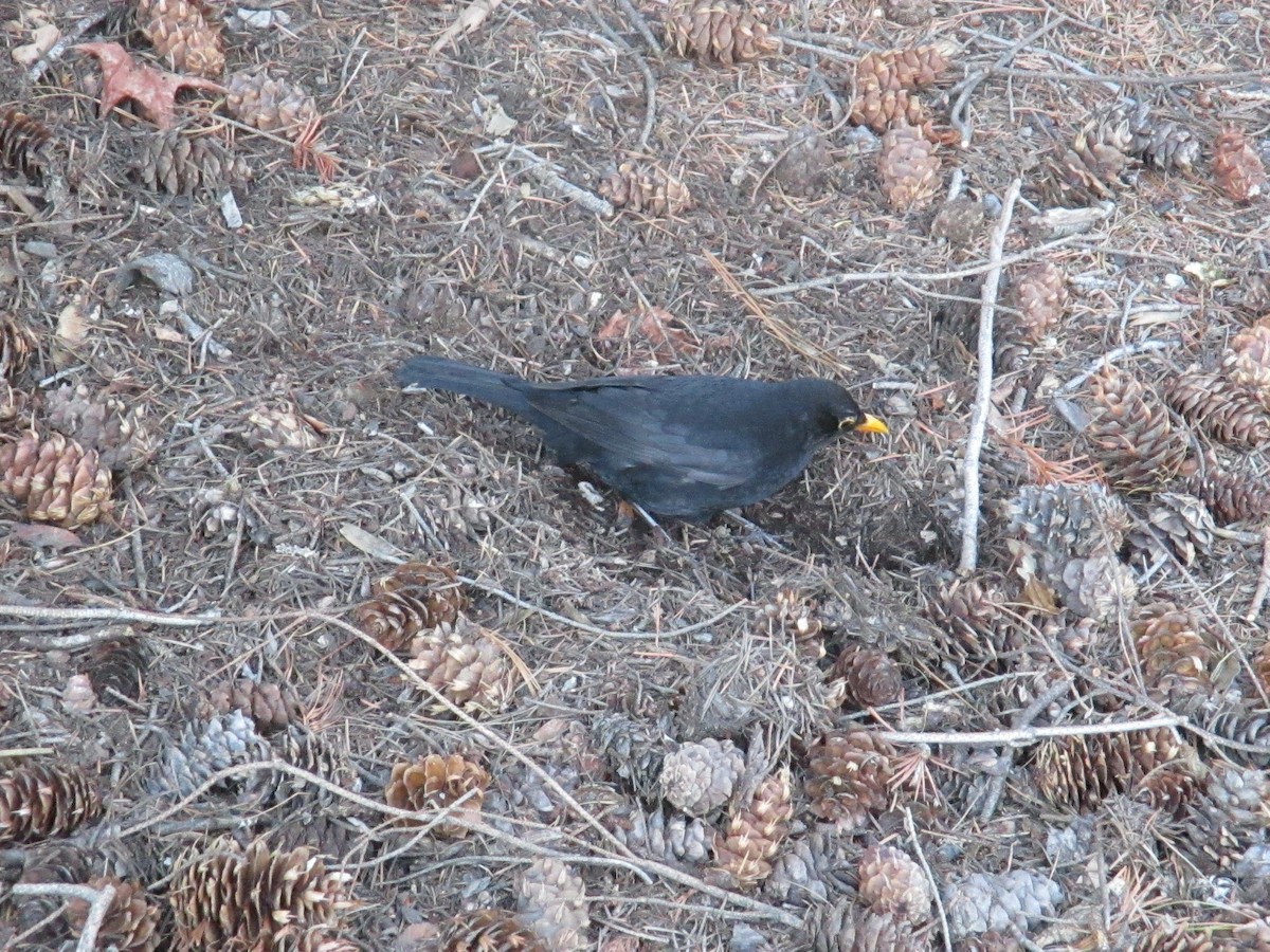 Eurasian Blackbird - ML620423591