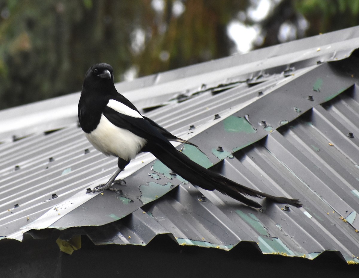 Black-billed Magpie - ML620423594