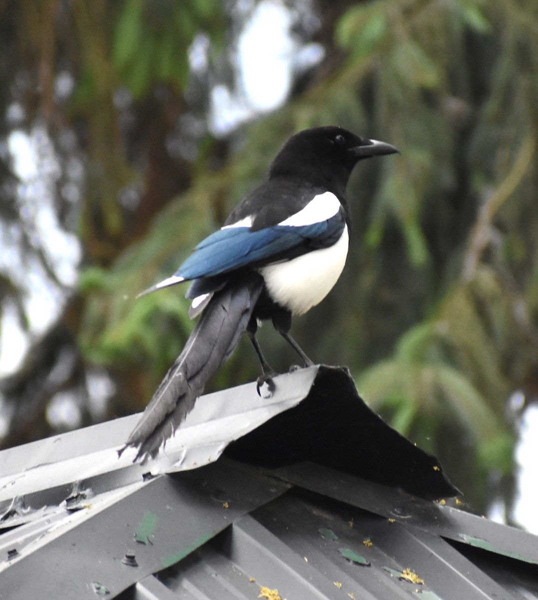 Black-billed Magpie - M. Rogers